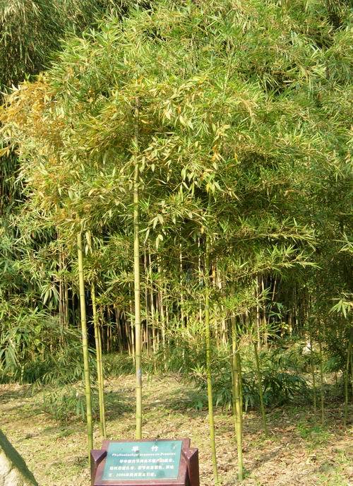 黄山库-早竹_百度百科