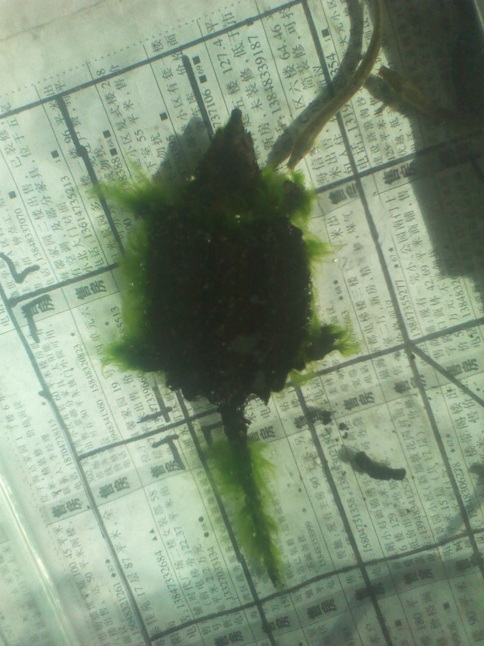 上生着 a href="#" data-lemmaid="7401778">龟背基枝藻 /a>的淡水龟