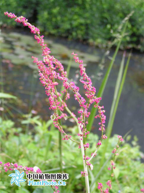  p>小酸模(学名:rumex acetosella), a href="#" data-lemmaid="