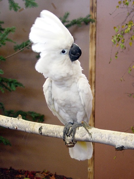 umbrella cockatoo