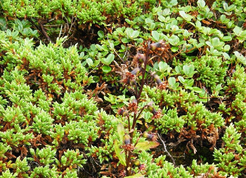  p>缅甸橐吾(学名:ligularia chimiliensis chang)是菊科橐吾属植物