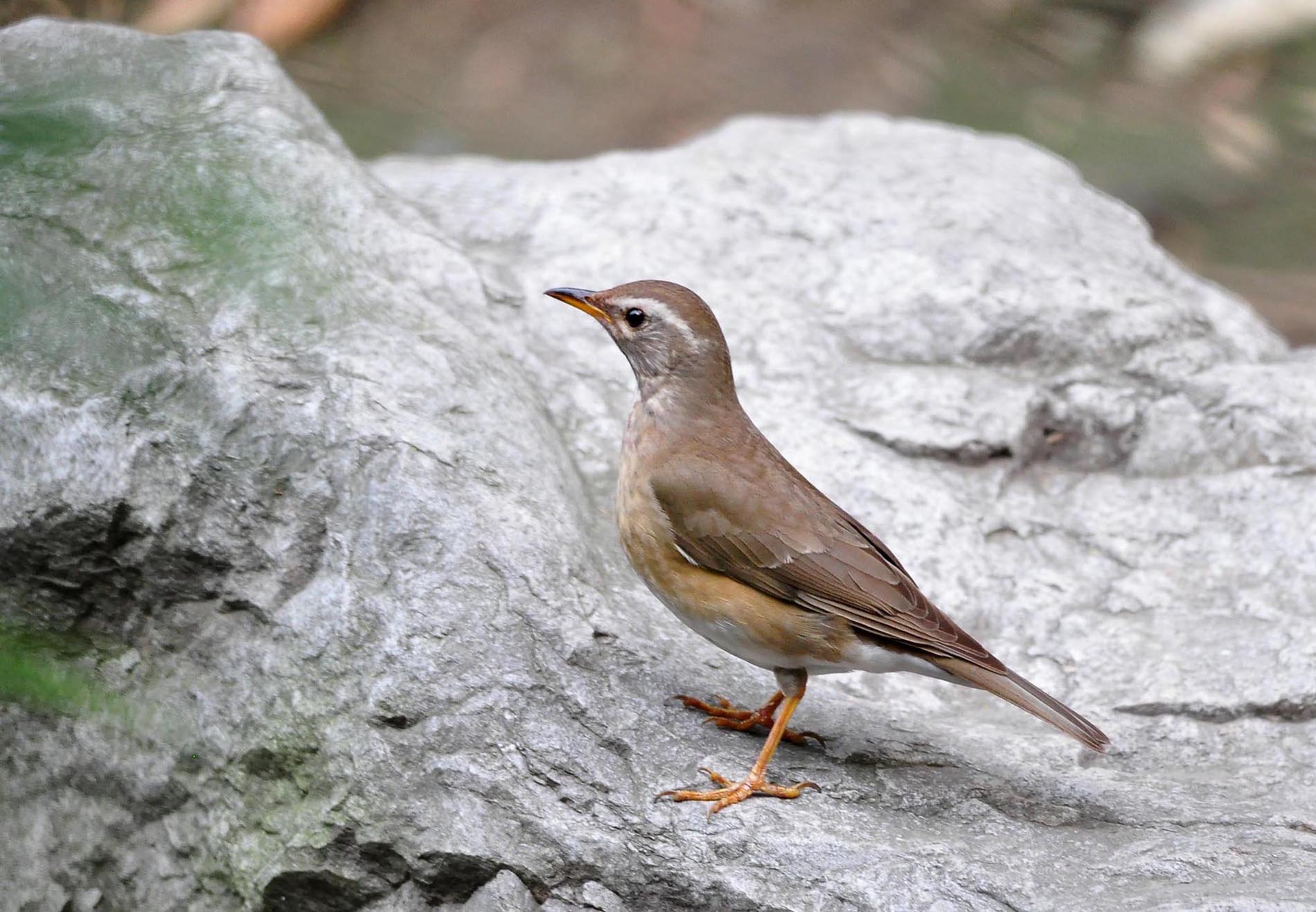 eyebrowed thrush
