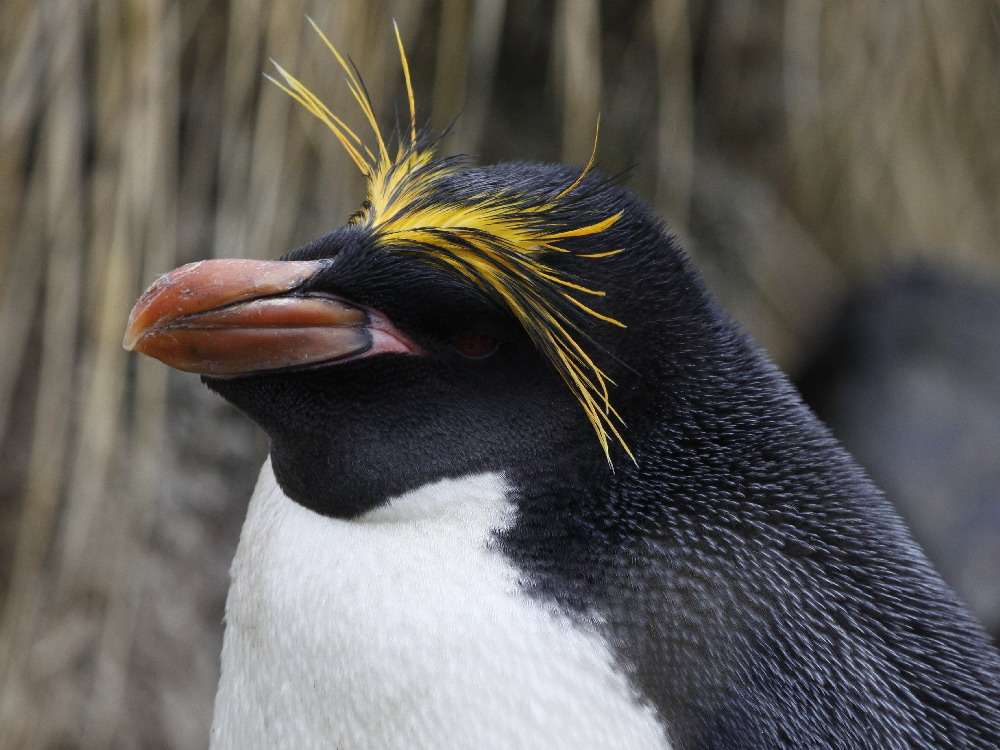  p>马可罗尼企鹅(学名: i>eudyptes chrysolophus /i>):是鸟纲,企鹅科