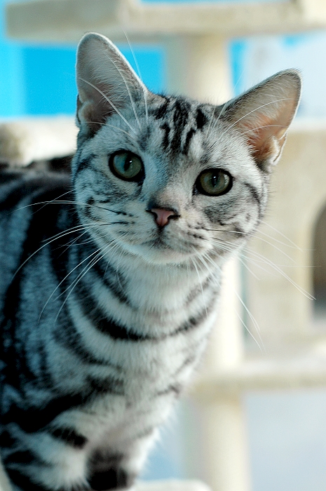  p>美国短毛猫是原产于美国的一种猫,其祖先为欧洲早期移民带到北美的