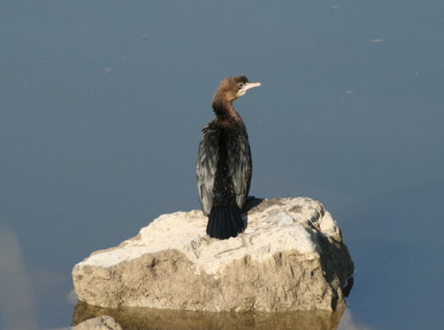  p>侏鸬鹚(学名: i>microcarbo pygmeus /i>,英文名:pygmy cormorant)