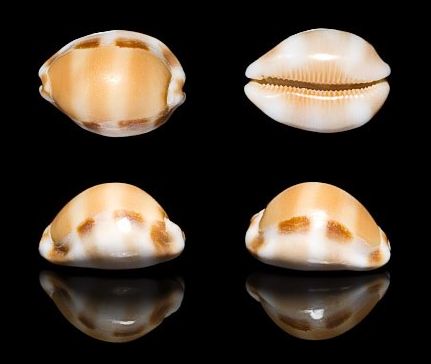  p>棋盘宝螺(学名:luria tessellata)是腹足纲宝螺科的 a href="#"