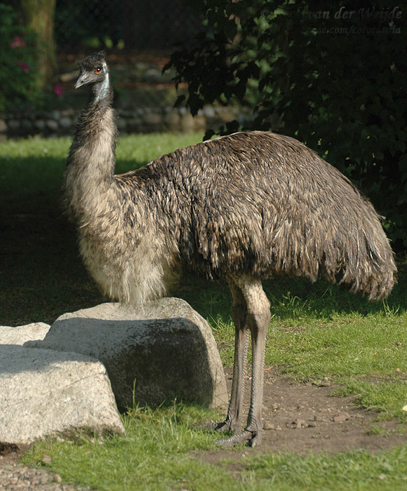 miáo](学名: i>dromaius novaehollandiae /i>),鸟纲鸸鹋科唯一 a