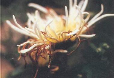药用植物菊花灰霉病