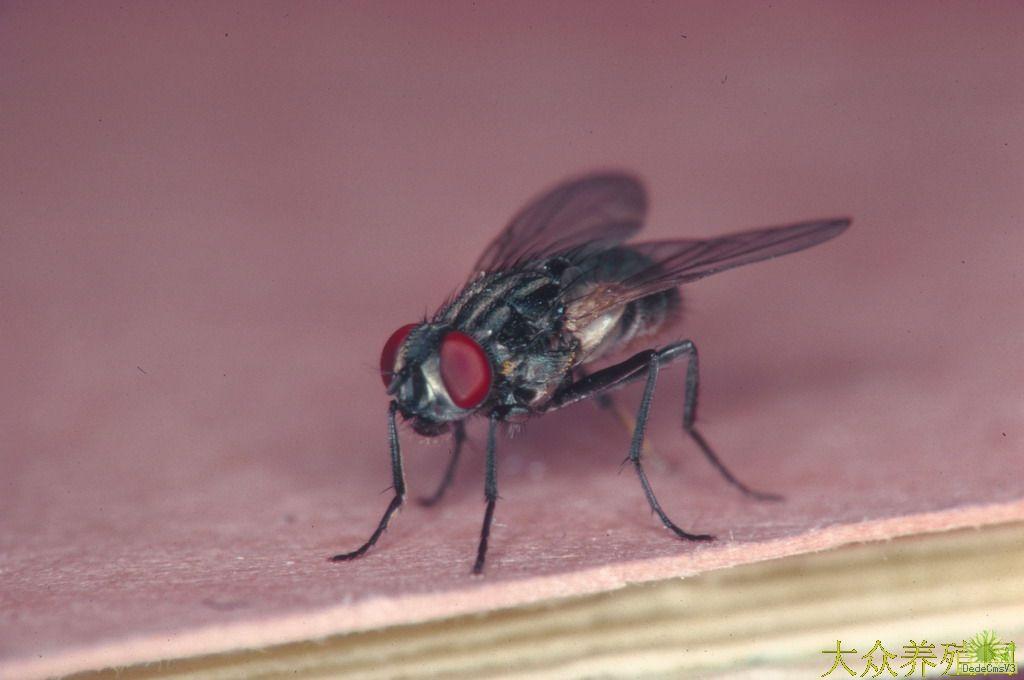  p>红头苍蝇是由野生苍蝇中的 a target="_blank" href="/item/丝光