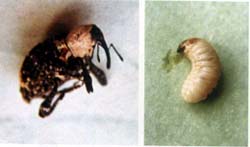  p data-id="gnwv2mjcxj">臭椿沟眶象(学名: i>eucryptorrhynchus