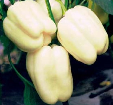 椒f1杂交种,生长健壮,始花节位10-11片叶,果实长方灯笼形,商品果为