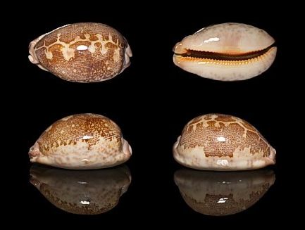  p>地理宝螺(学名:leporicypraea geographica geographica)是腹足纲