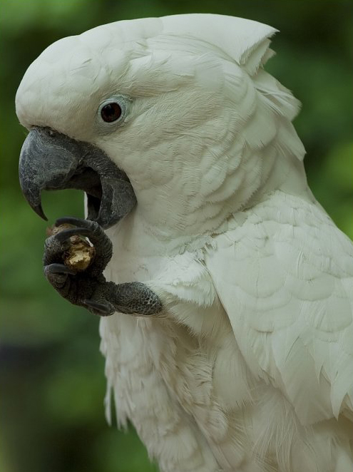 umbrella cockatoo