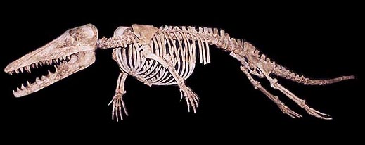 >游走鲸,拉丁文名ambulocetus natans(即步行的鲸类),别称走鲸,陆行鲸