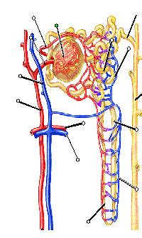 肾小球毛细血管