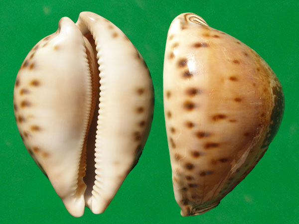  p>王子宝螺(学名:leporicypraea valentia valentia)是腹足纲宝螺科