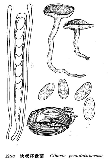  p>块状杯盘菌, i>ciboria pseudotuberosa /i> rehm,核盘菌科 a href