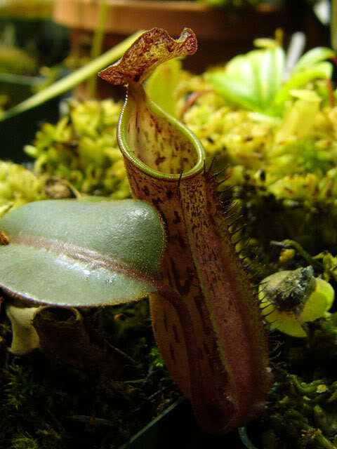nepenthes faizaliana