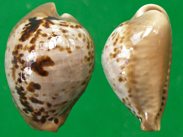  p>鼠宝螺(学名:muracypraea mus mus)是腹足纲宝螺科的 a href="#"