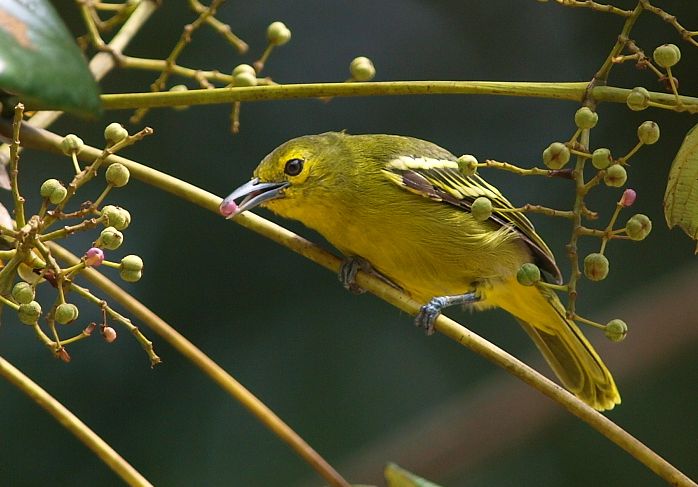  p>绿雀鹎(学名:aegithina viridissima)是小型 a href="#" data