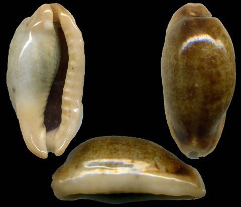  p>马达加斯加长清齿宝螺是一种中腹足目,宝螺科贝类动物,螺壳尺寸 24