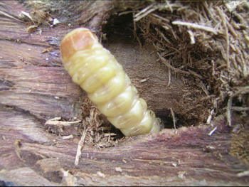  p>云斑天牛(学名: i>batocera horsfieldi  /i>),是天牛科,白条天牛