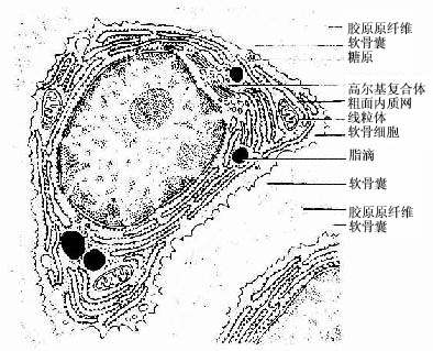软骨细胞