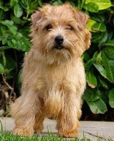 p data-id="gnyv41p7fc">诺福克梗是一种小型犬,是拥有丰富猎物的