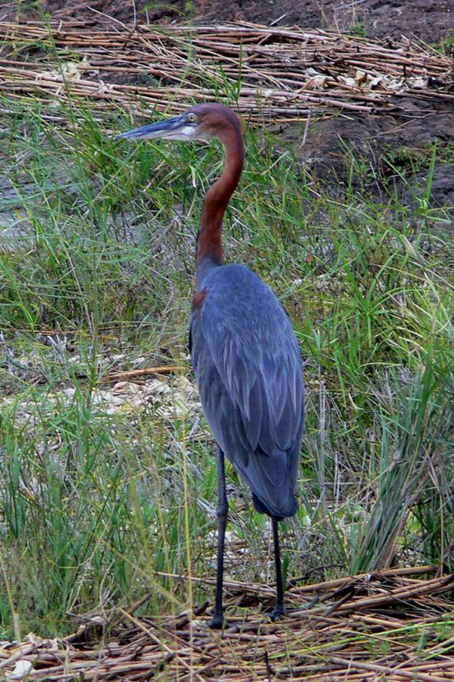 gnbaqsi9is">巨鹭(学名: i>ardea goliath /i>):是世界上最大的鹭科 a