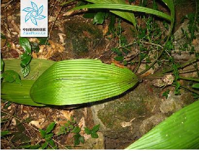  p>中华仙茅(学名:curculigo sinensis)是 a href="#" data-lemmaid="