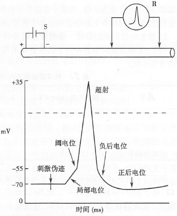 动作电位
