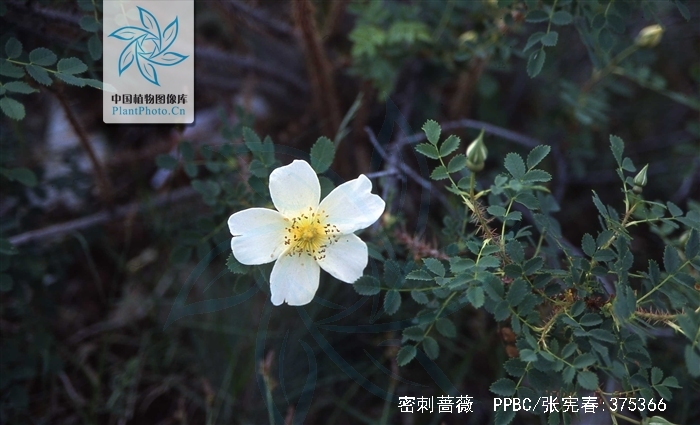  p>密刺蔷薇(学名: i>rosa spinosissima /i>  l.