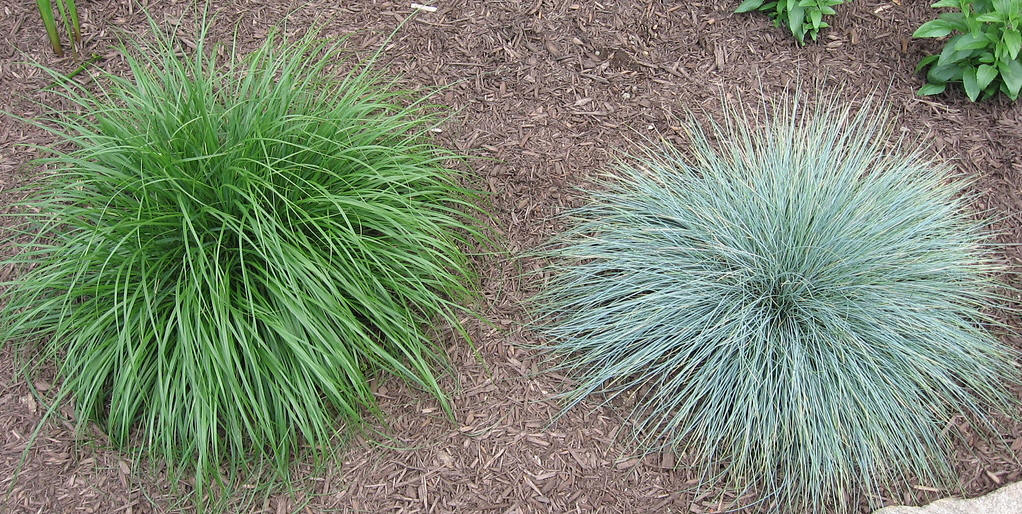  p>羊茅(学名: i>festuca ovina /i> l.