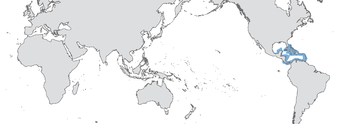 acropora cervicornis