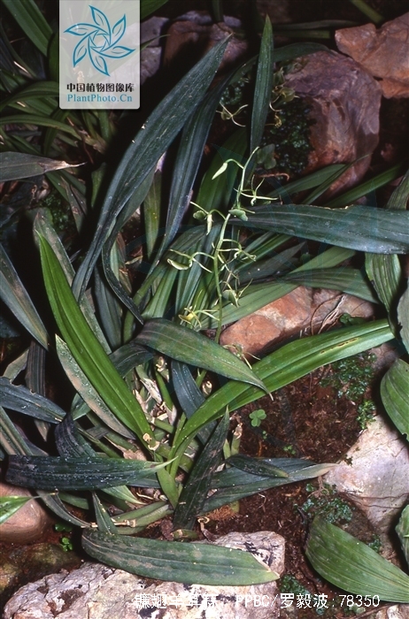 是 a href="#">兰科羊耳蒜属 /a>植物,附生草本.