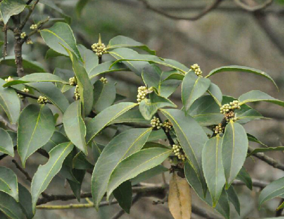  p>四川山矾,中药名.