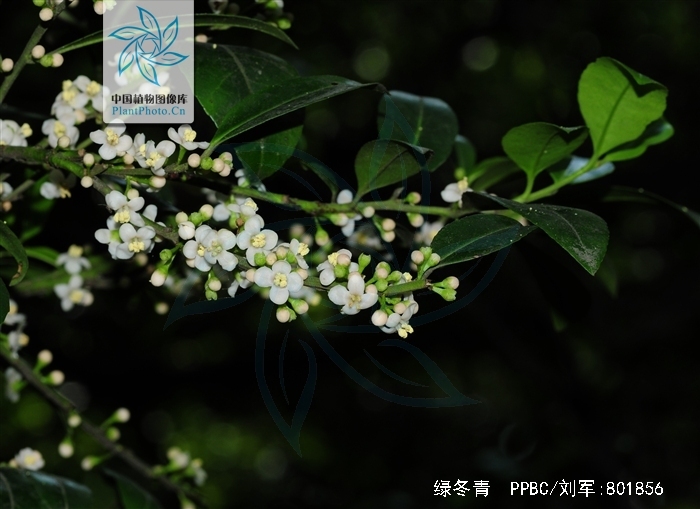  p>绿冬青(学名:ilex viridis champ. ex benth.