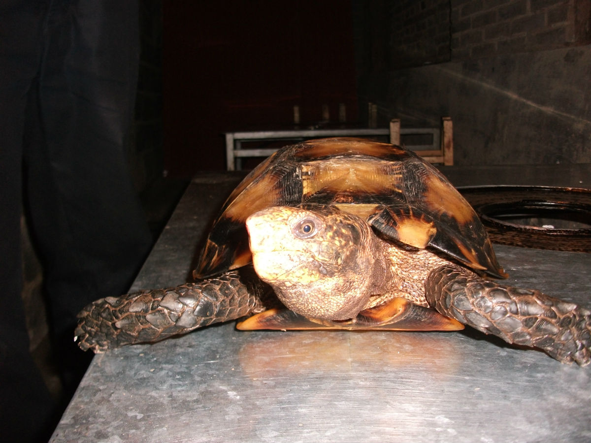  p>凹甲陆龟(学名: i>manouria impressa /i>)是陆龟科,凹甲陆龟属