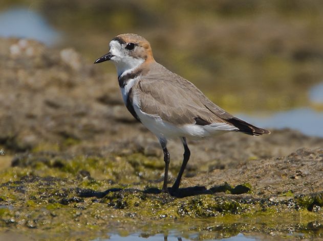 charadrius falklandicus