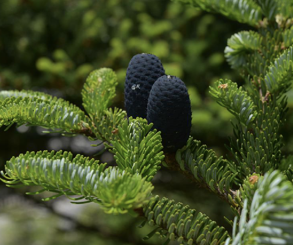 是松科冷杉属植物,乔木,高达40米;树皮粗糙,暗灰色或暗灰褐色,块状