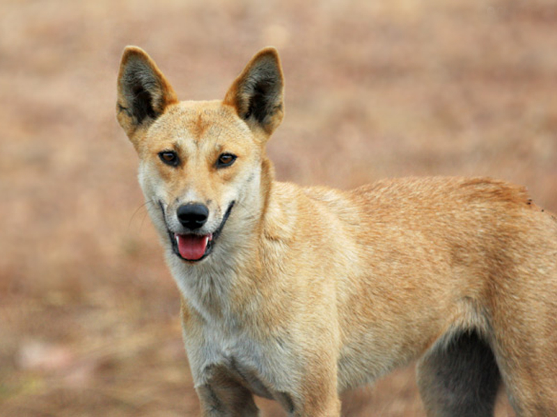 canis familiaris australasiae