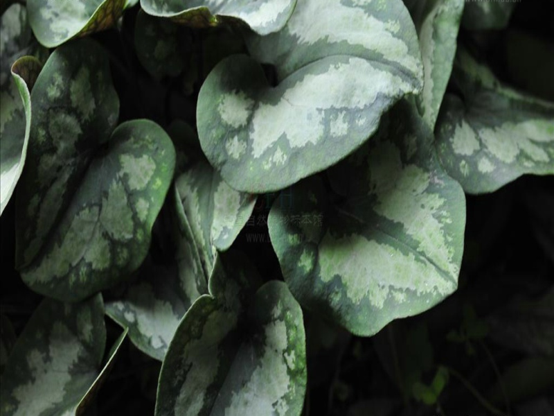 asarum delavayi franch.