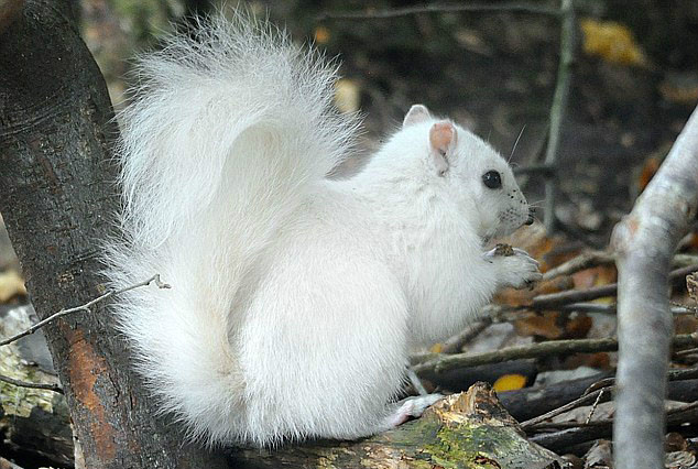 白色松鼠