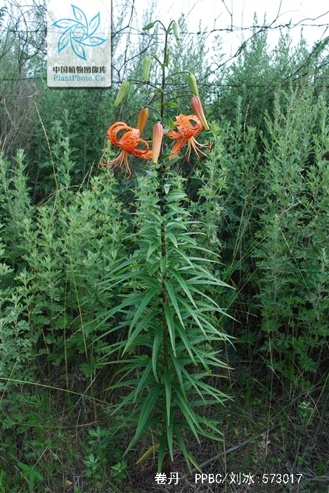  p>卷丹(学名: i>lilium lancifolium /i>  thunb.