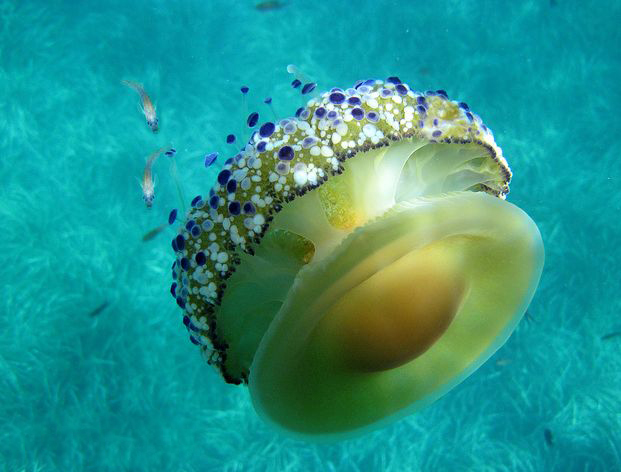  p>蛋黄水母(学名: i>cotylorhiza tuberculata /i>)是钵水母纲 a