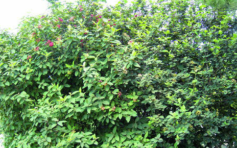  p>皱叶荚 b>蒾 /b>(学名: i>viburnum rhytidophyllum /i> hemsl.