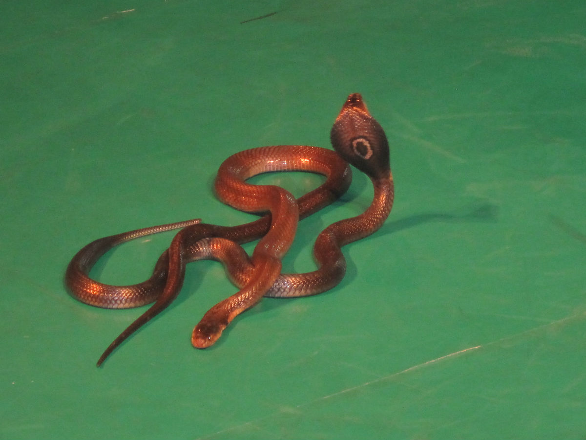 p>泰国眼镜蛇(naja siamensis),又名暹罗眼镜蛇或 a href="#" data