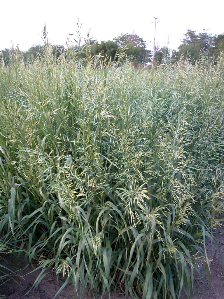  p> a target="_blank" href="/item/毛雀麦/1605407" data-lemmaid="