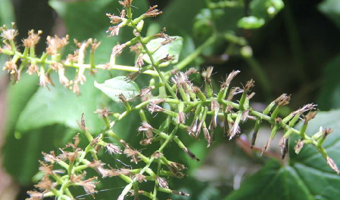  /b>(学名: i>parasenecio hwangshanicus /i>)为菊科蟹甲草属的植物