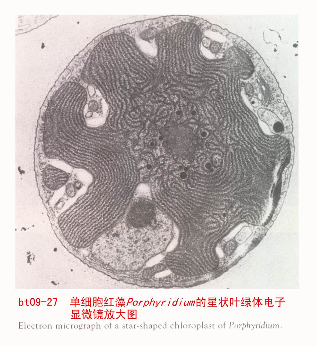  p data-id="gn6ut68eu6">冷性水绵,营养细胞宽17-20微米,长70-300